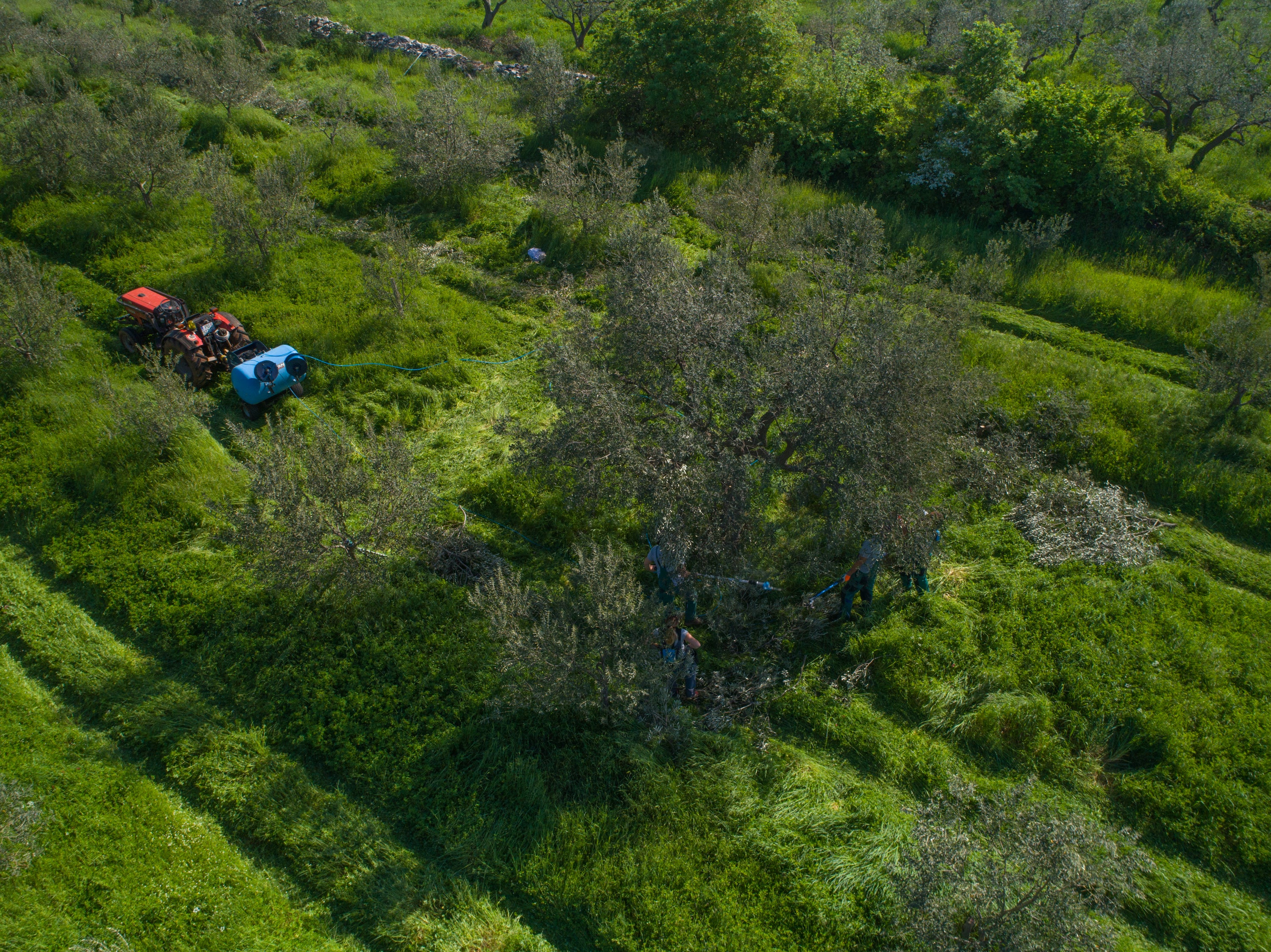 Croatian Extra Virgin Olive Oil | Chiavalon Ex Albis | High Polyphenol Olive Oil