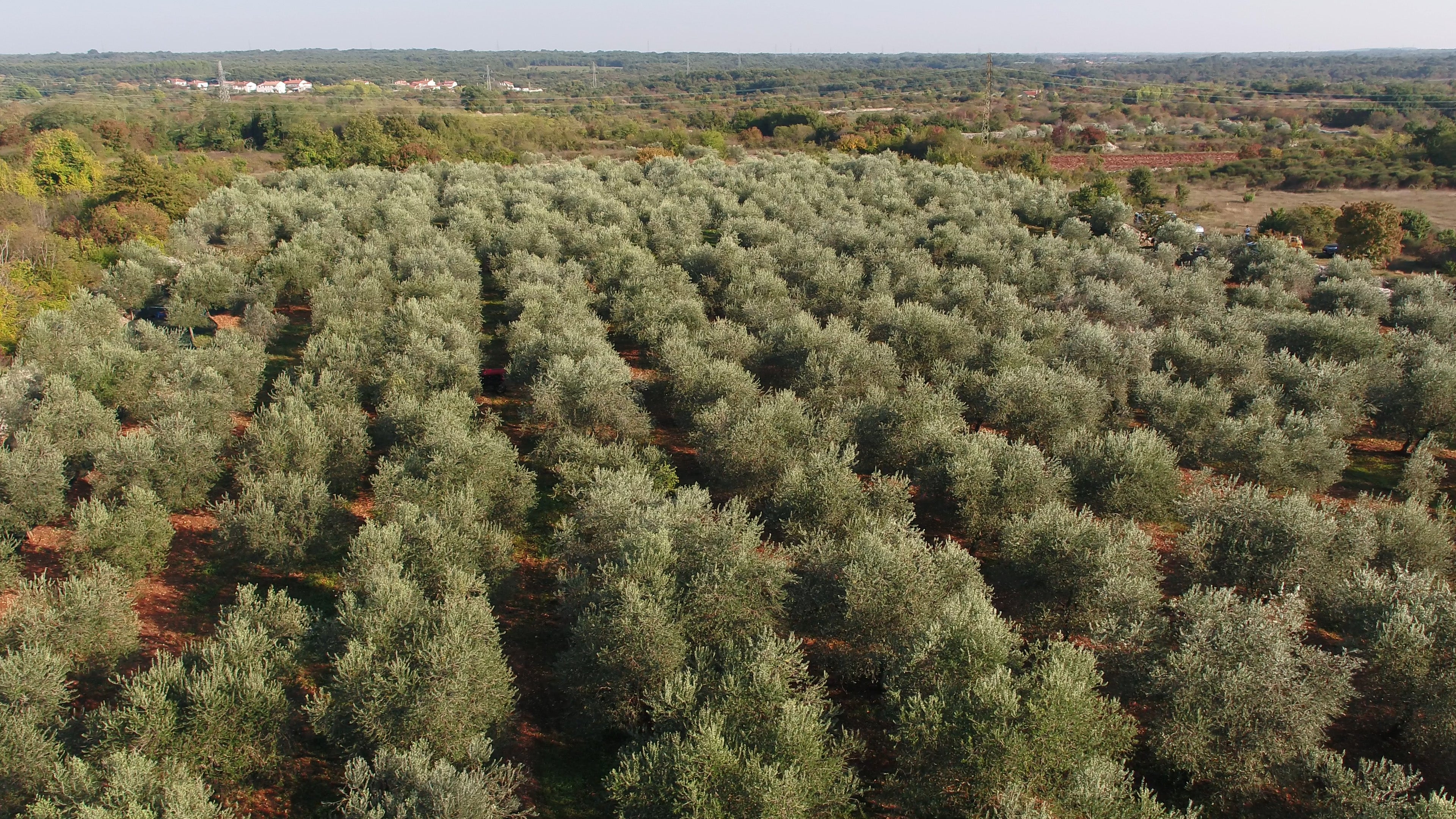 Croatian Extra Virgin Olive Oil | Chiavalon Atilio | High Polyphenol Olive Oil