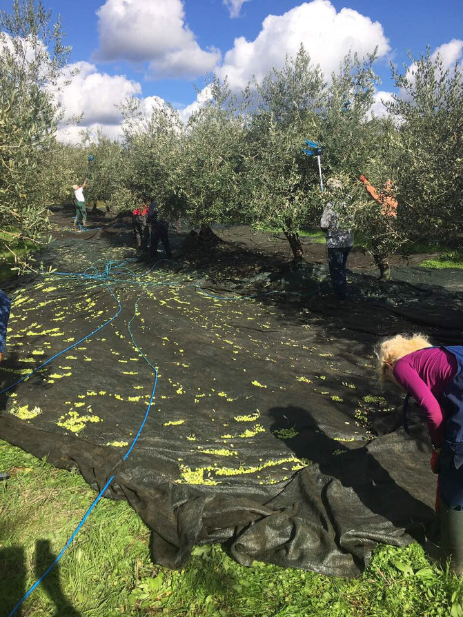 Chiavalon olive oil harvest in Istria, Croatia